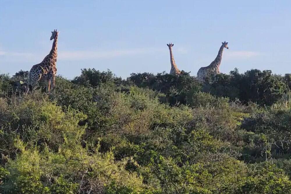 Photo of Others in Addo