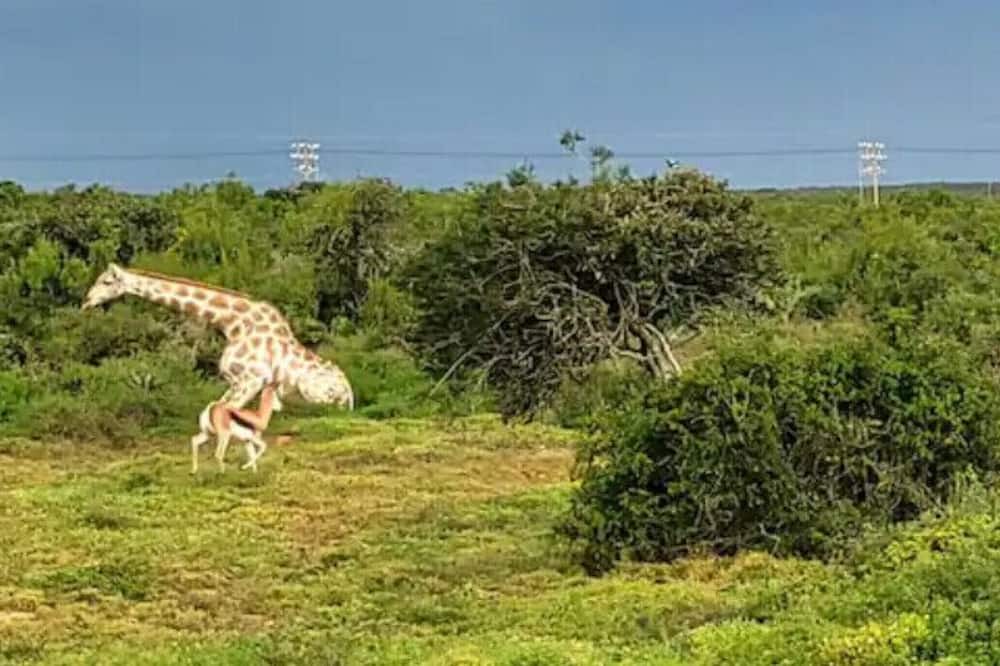 Photo of Others in Addo
