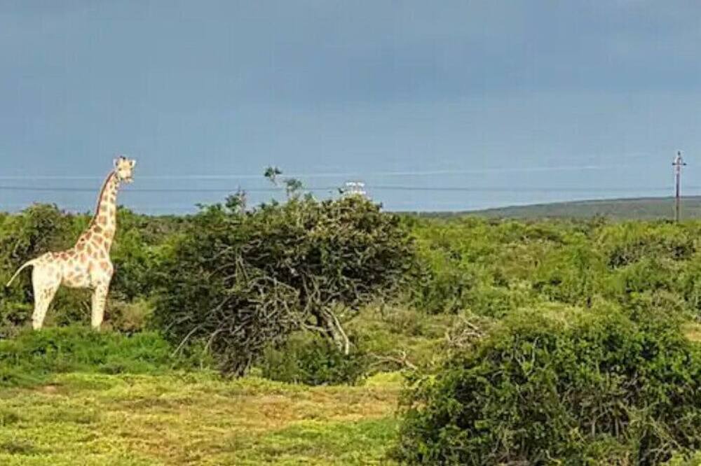 Photo of Outdoor in Addo