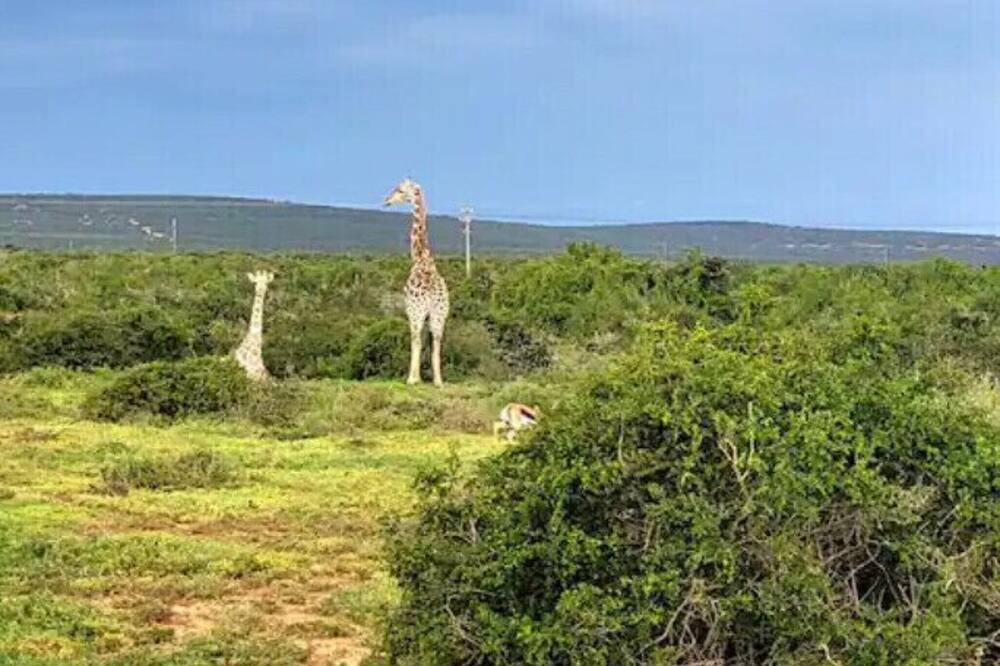 Photo of Outdoor in Addo