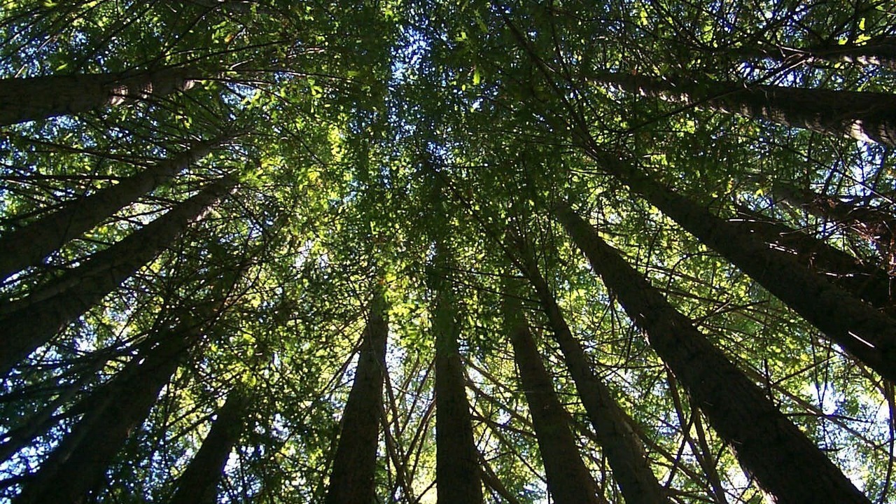 Photo of Outdoor in Point Arena