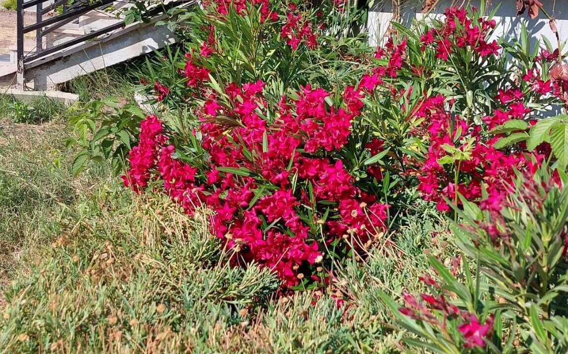 Photo of Outdoor in Ayvacik