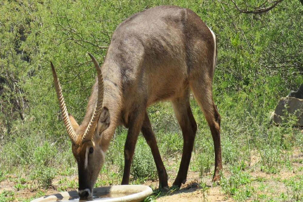 Photo of Others in Hoedspruit
