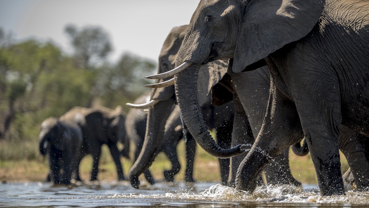 Photo of Others in Kruger National Park