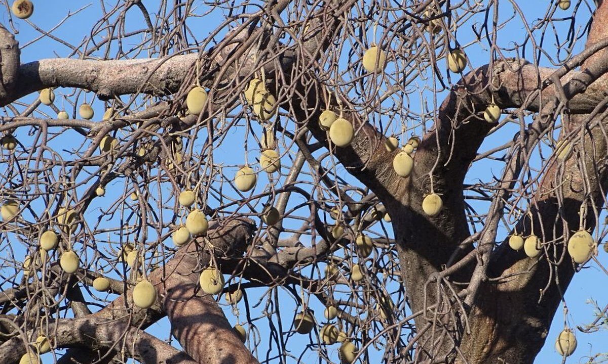 Photo of Outdoor in Musina