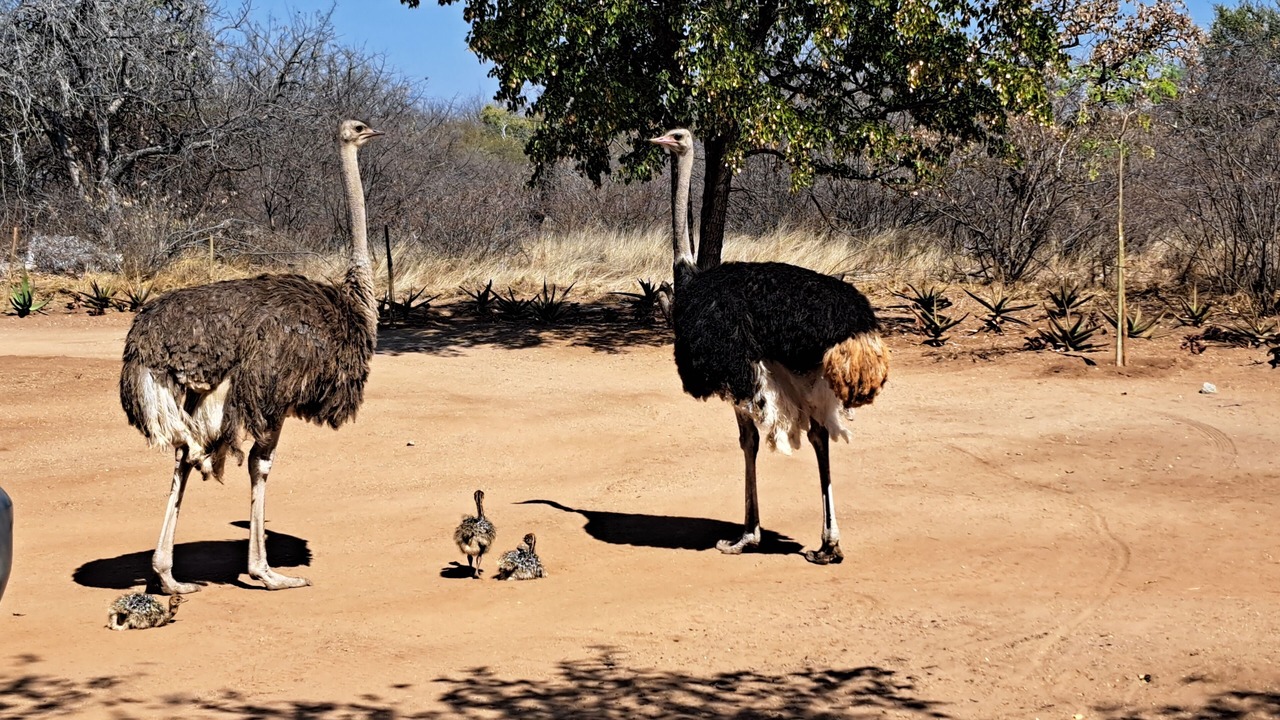 Photo of Outdoor in Musina