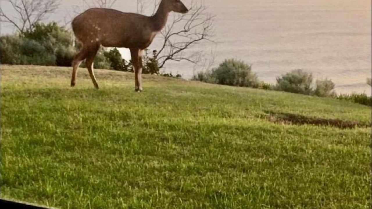 Photo of Others in Brenton-on-Sea
