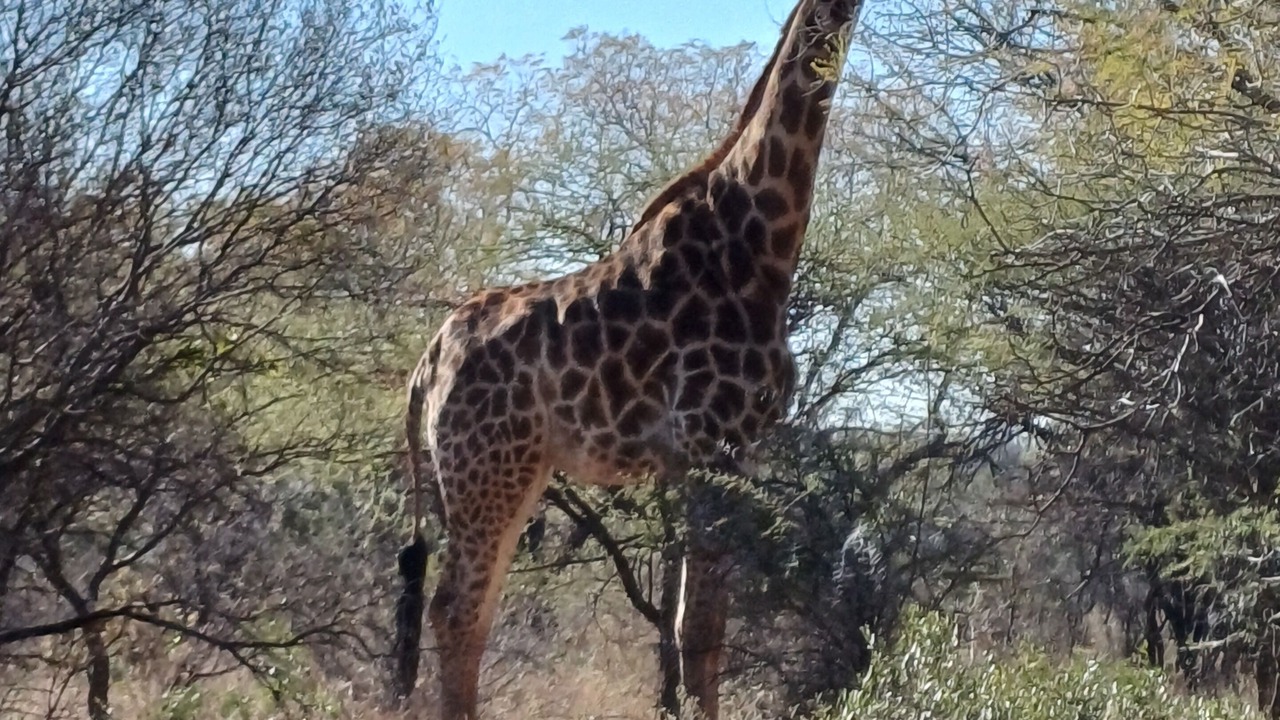 Photo of Outdoor in Thabazimbi