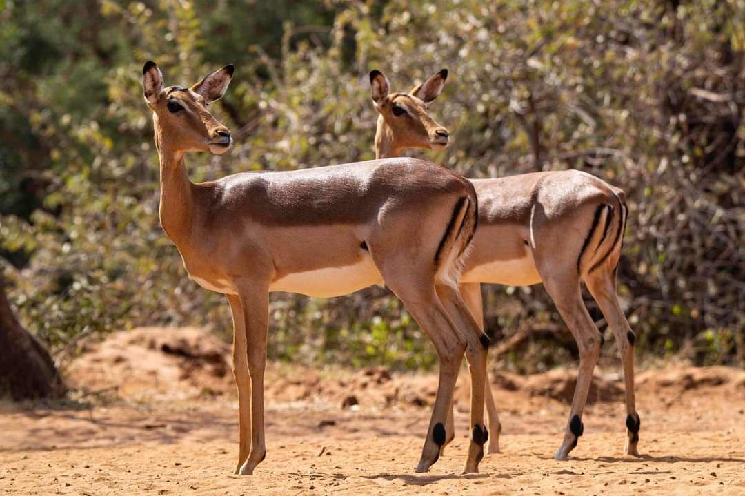Photo of Outdoor in Thabazimbi