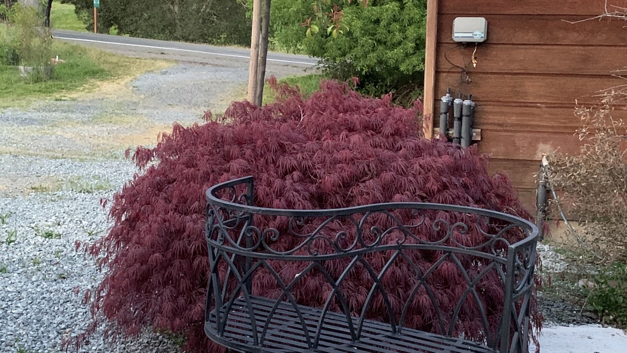 Photo of Outdoor in Lagunitas-Forest Knolls