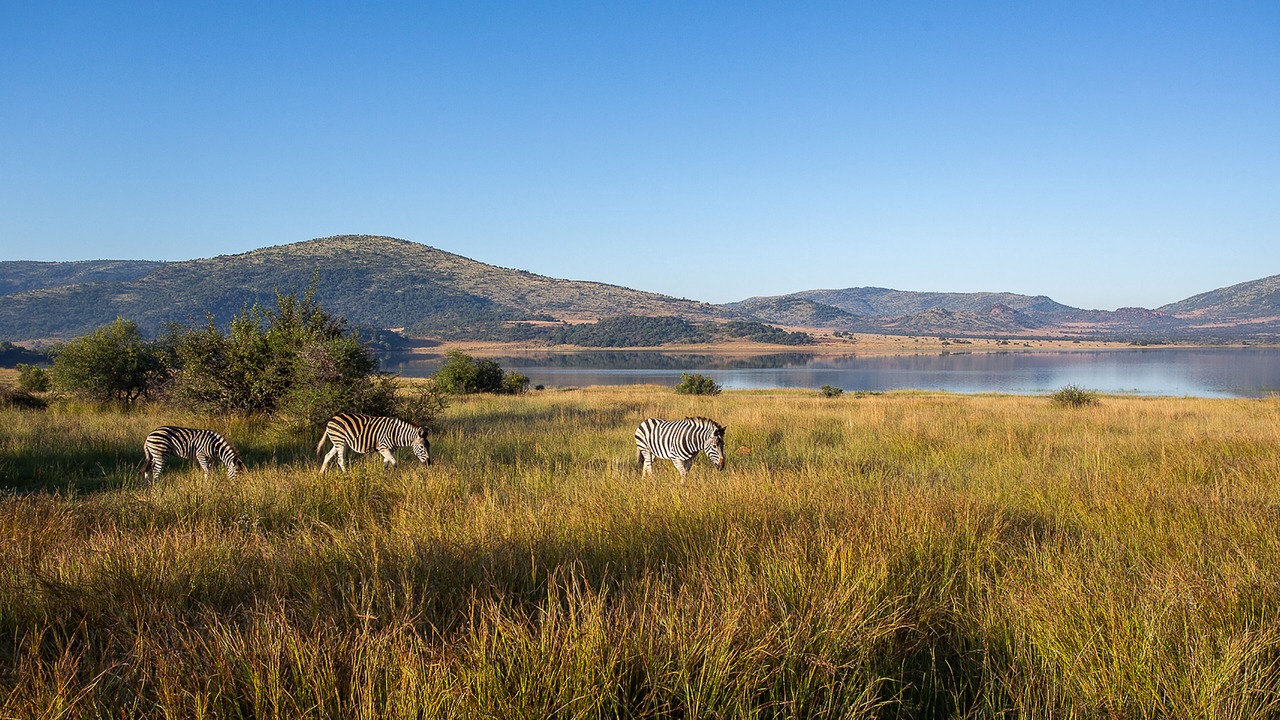 Photo of Others in Pilanesberg National Park