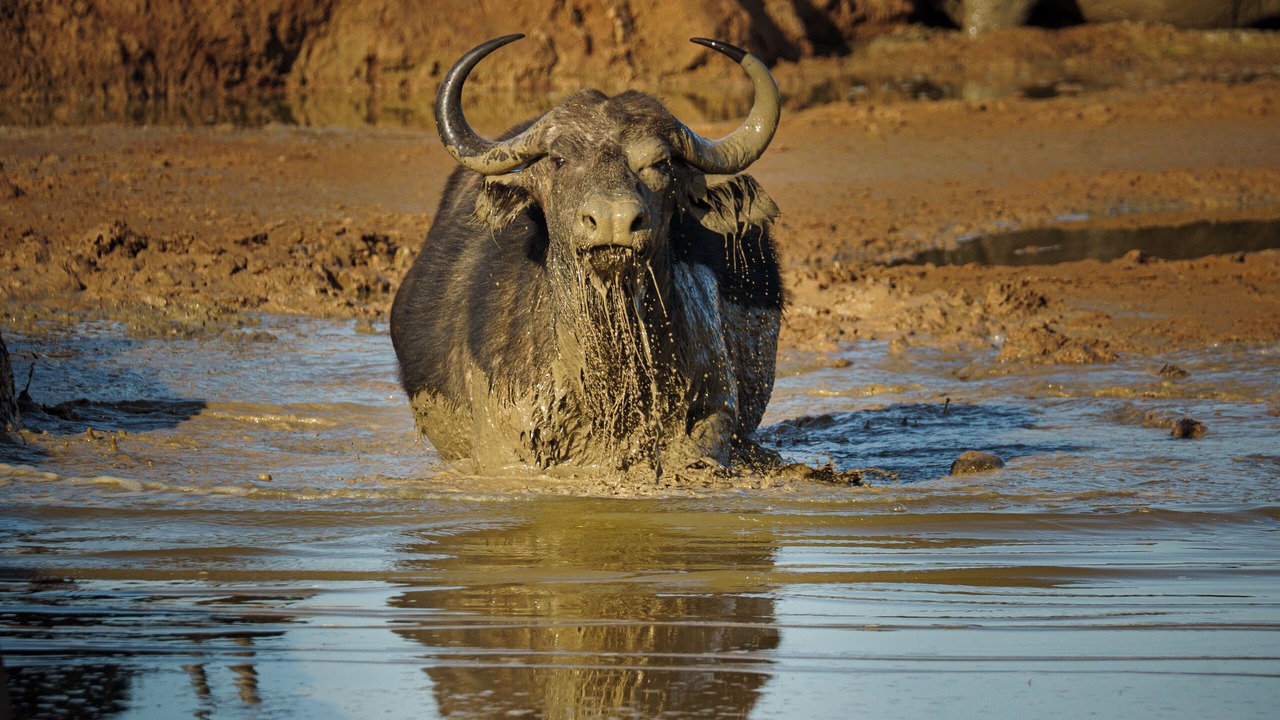 Photo of Others in Addo