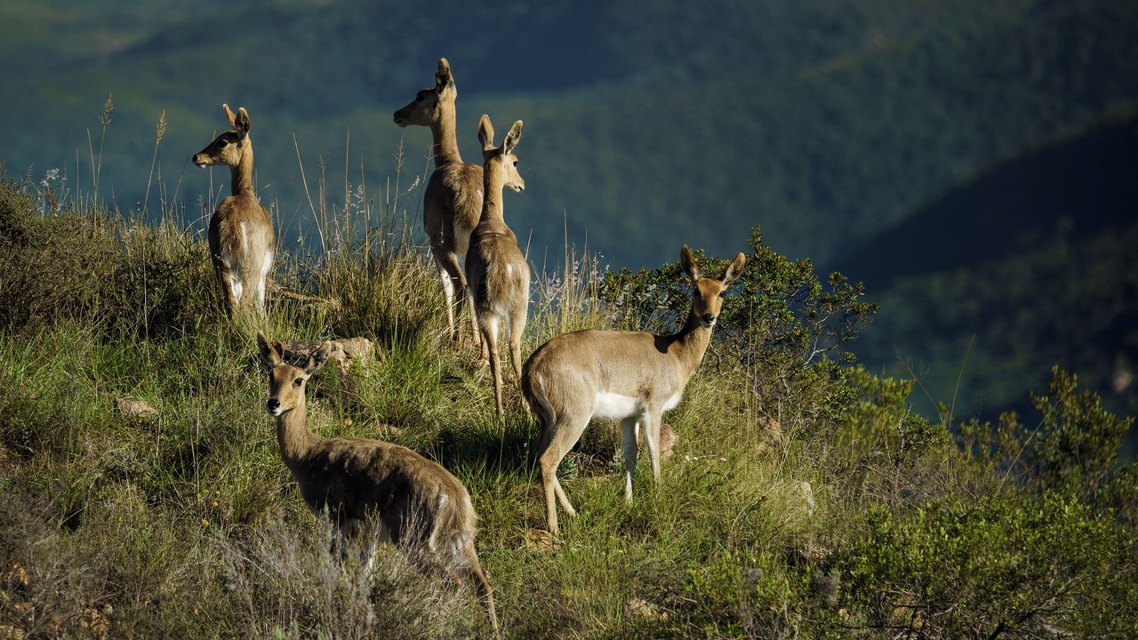 Photo of Others in Addo