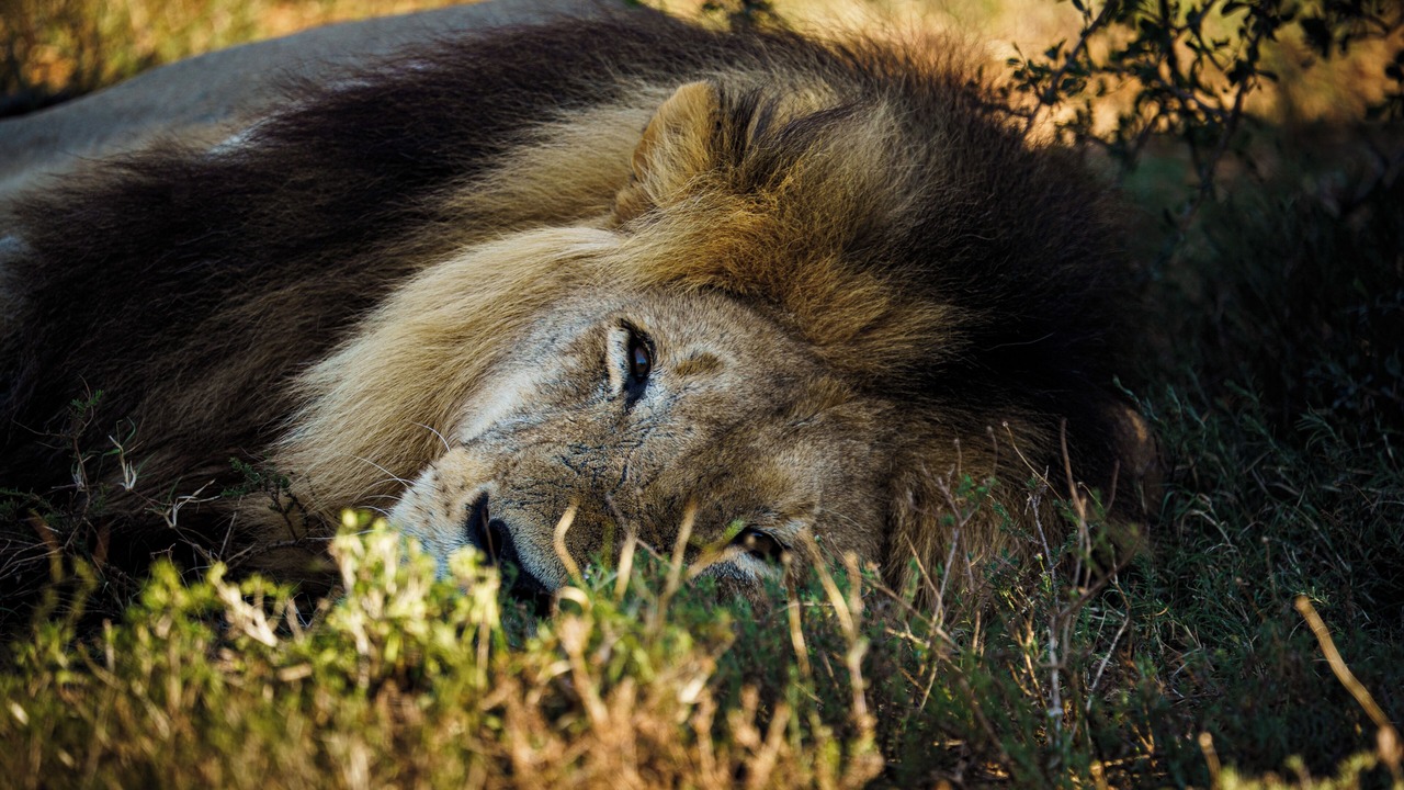 Photo of Others in Addo