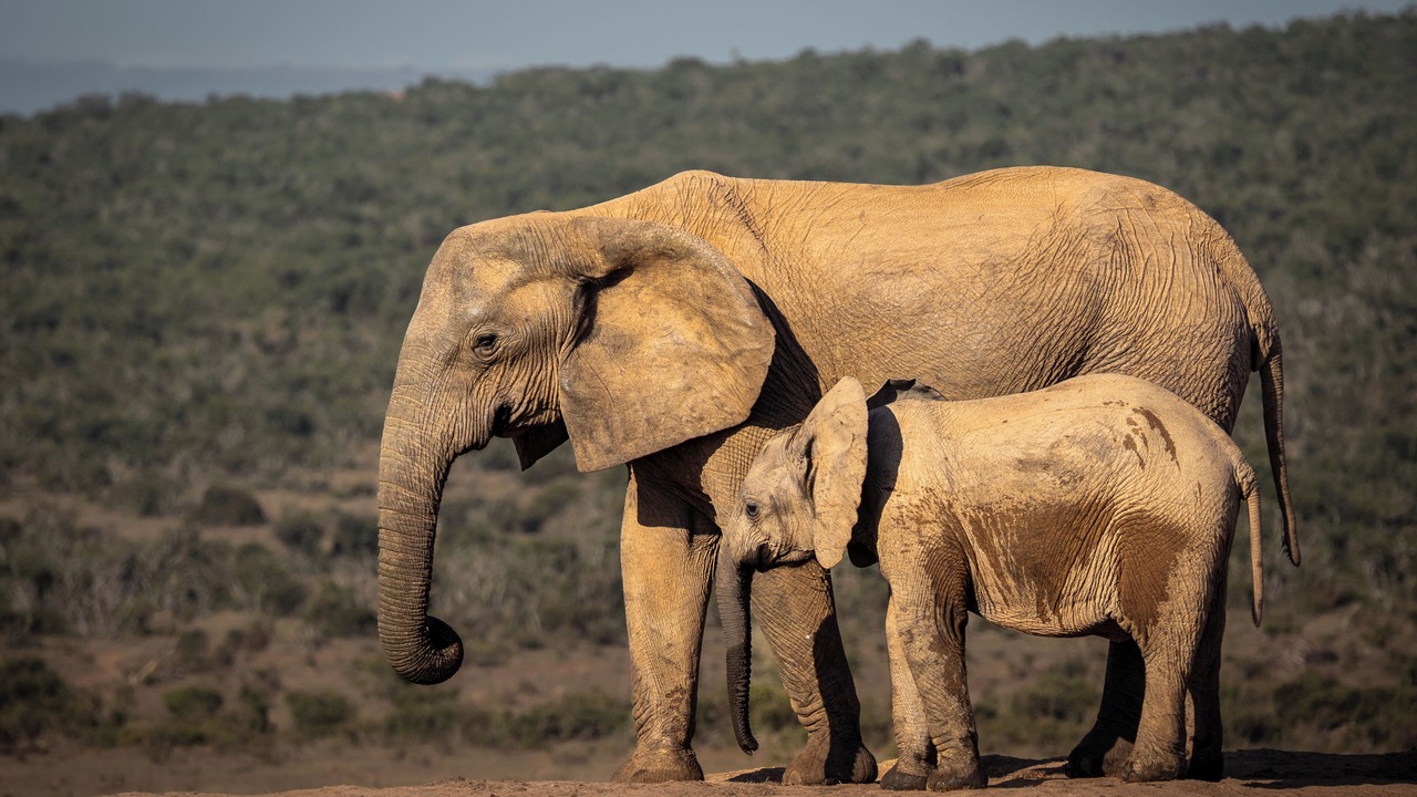Photo of Others in Addo