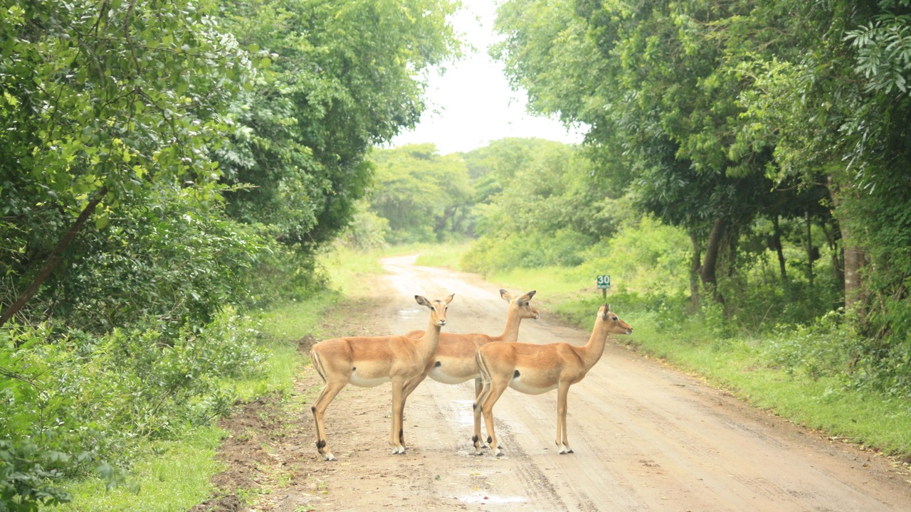 Photo of Others in Hluhluwe