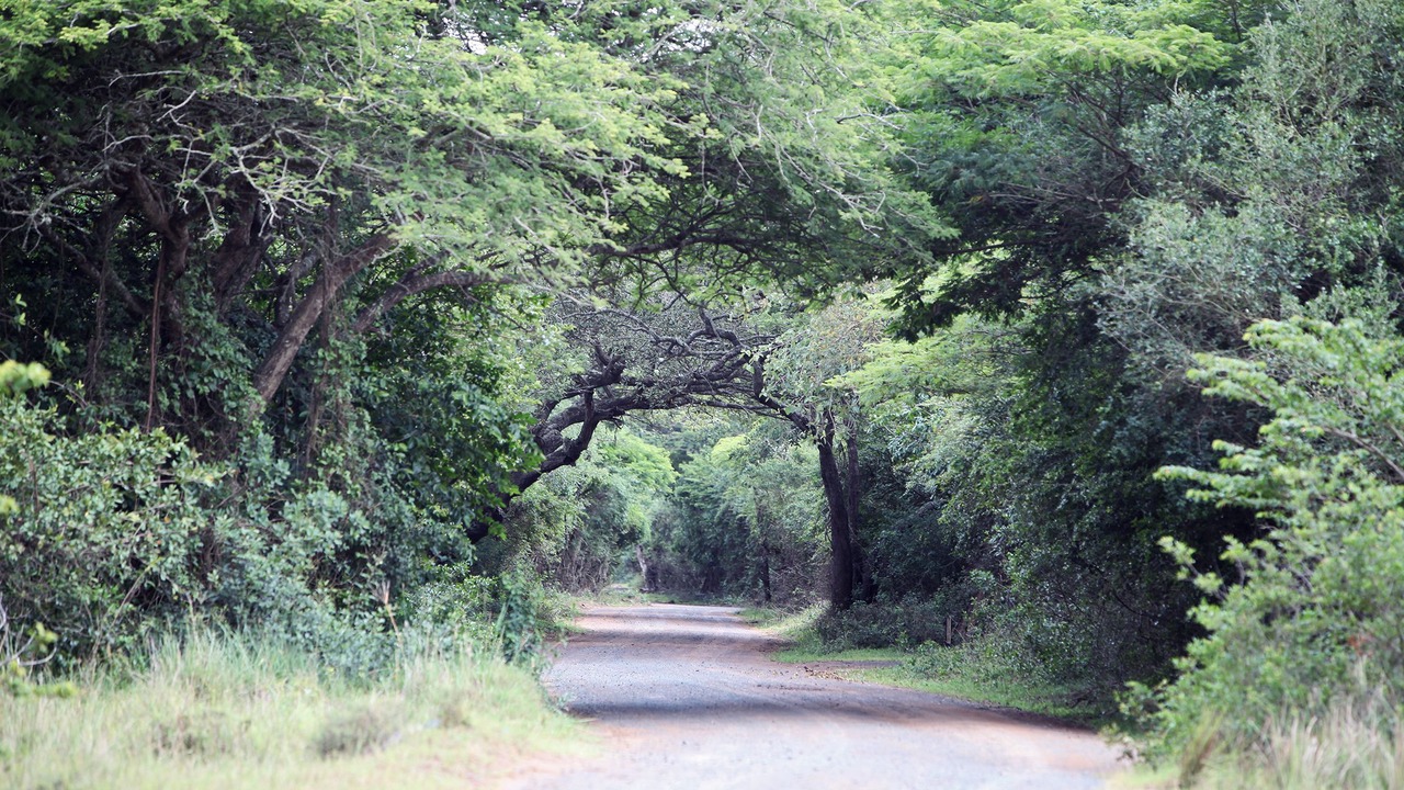 Photo of Outdoor in Hluhluwe