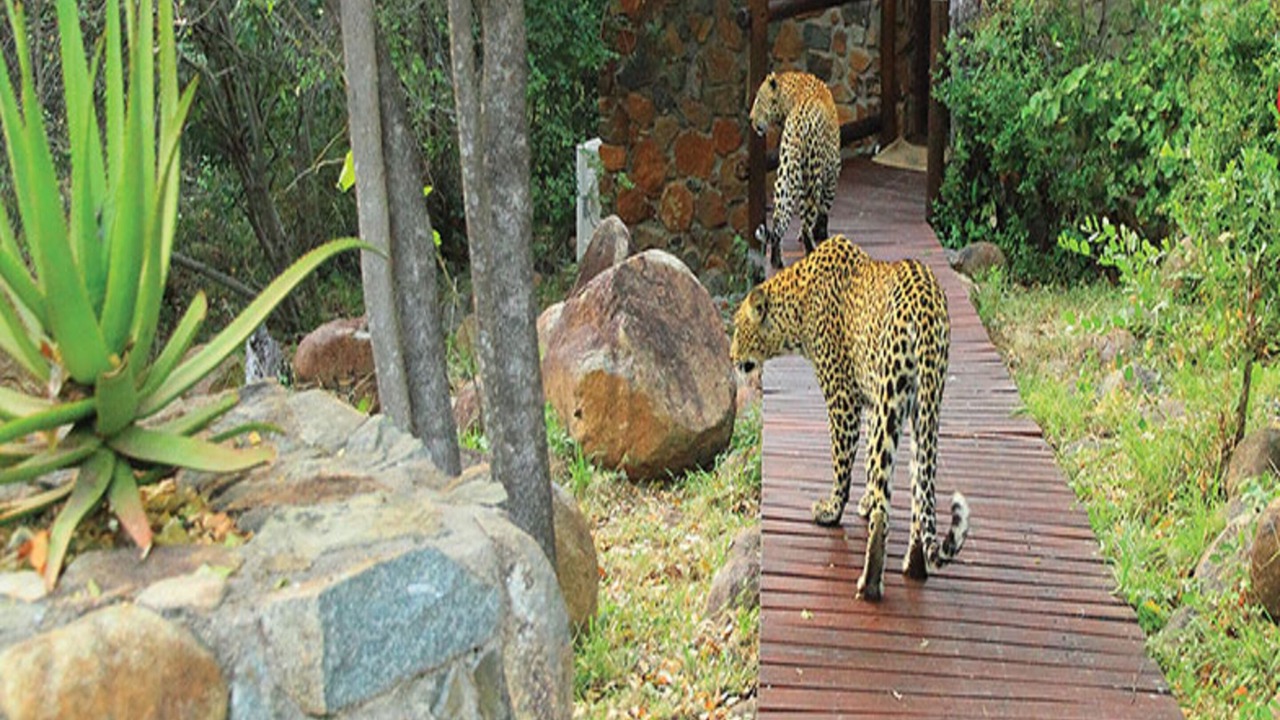 Photo of Outdoor in Thorny Bush Game Reserve