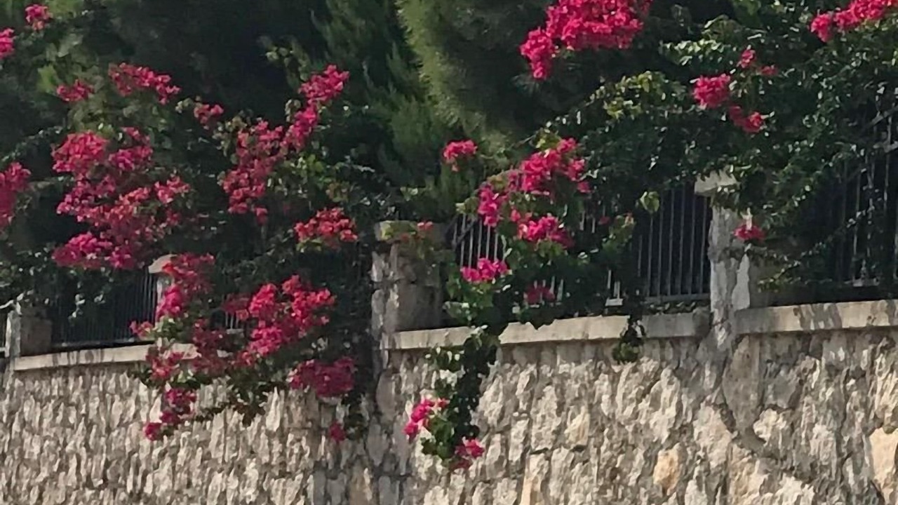 Photo of Outdoor in Goynuk