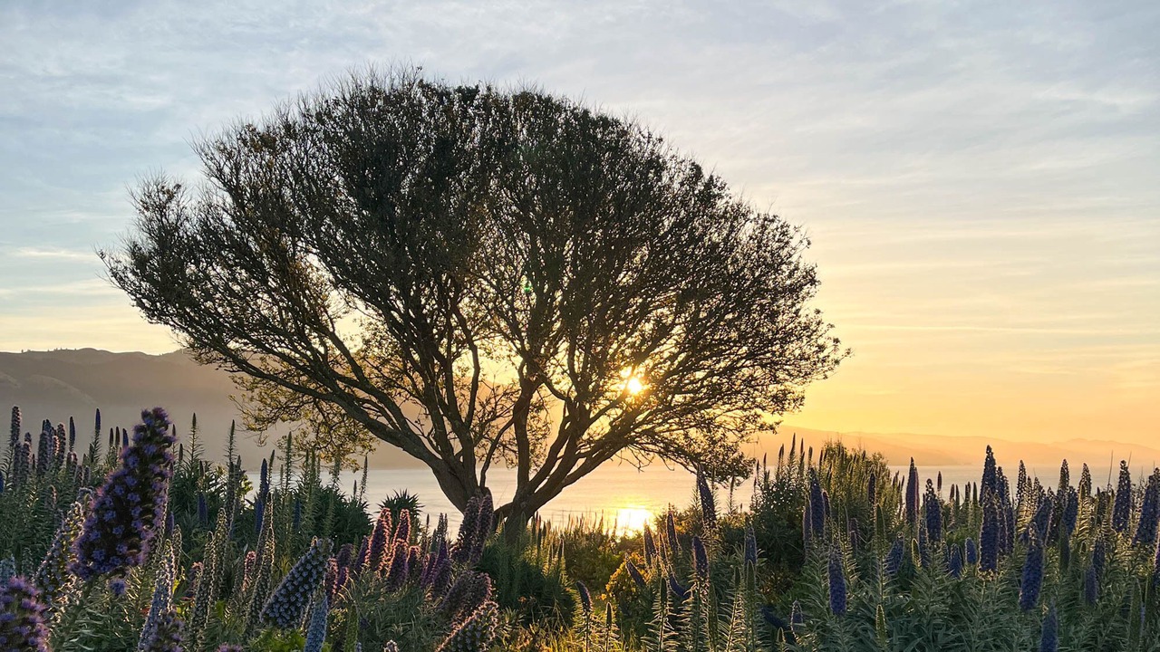 Photo of Outdoor in Bolinas