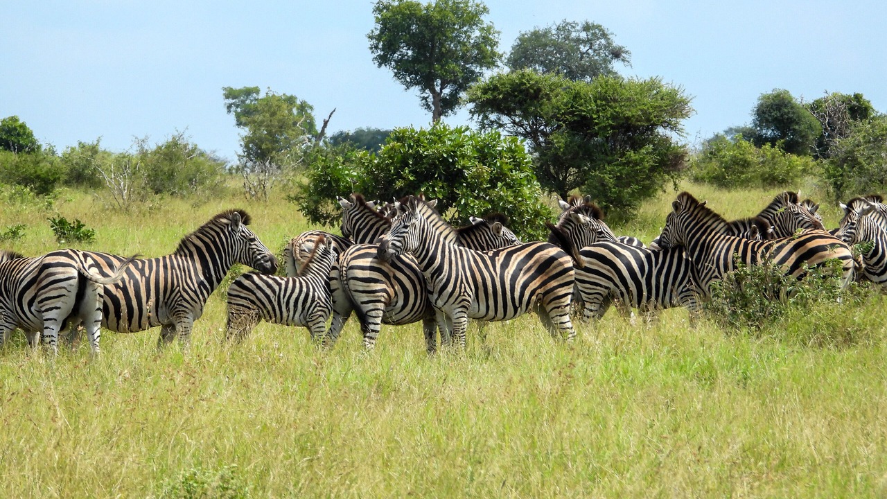 Photo of Others in Thorny Bush Game Reserve
