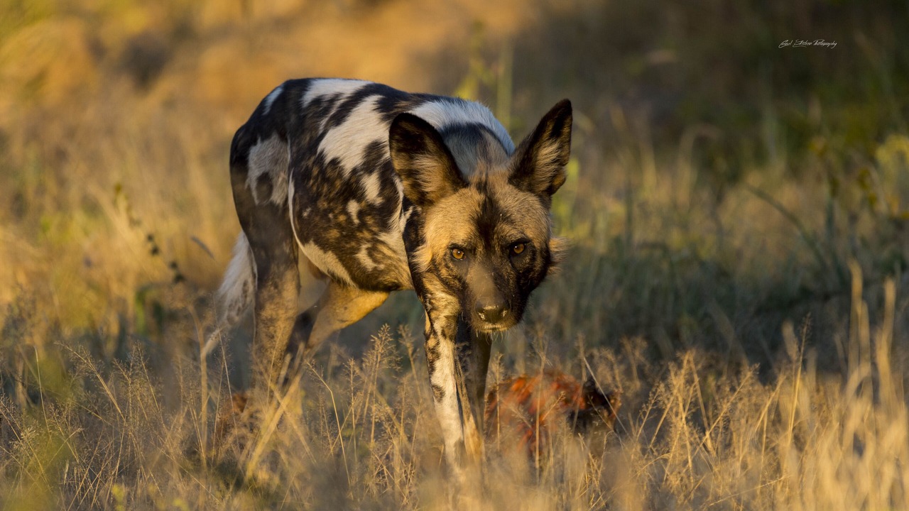 Photo of Others in Madikwe Game Reserve