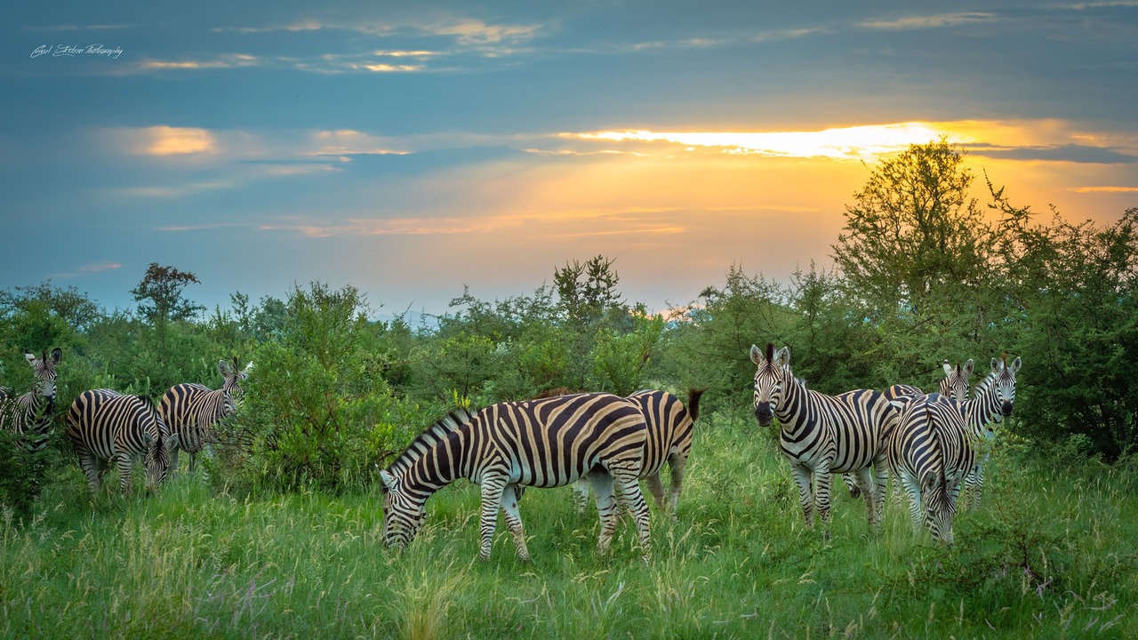Photo of Others in Madikwe Game Reserve