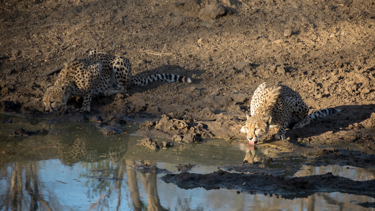 Photo of Others in Hoedspruit