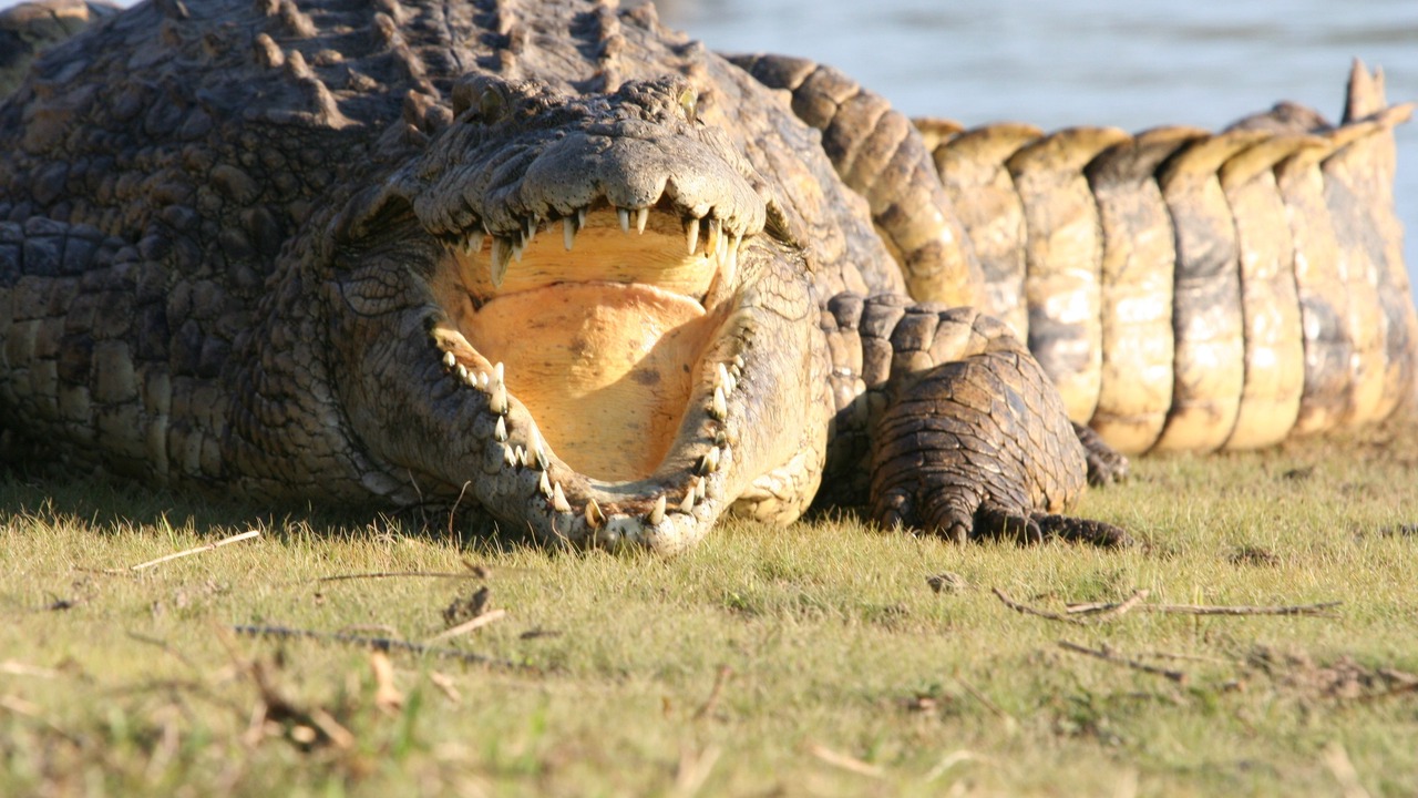 Photo of Others in Hoedspruit