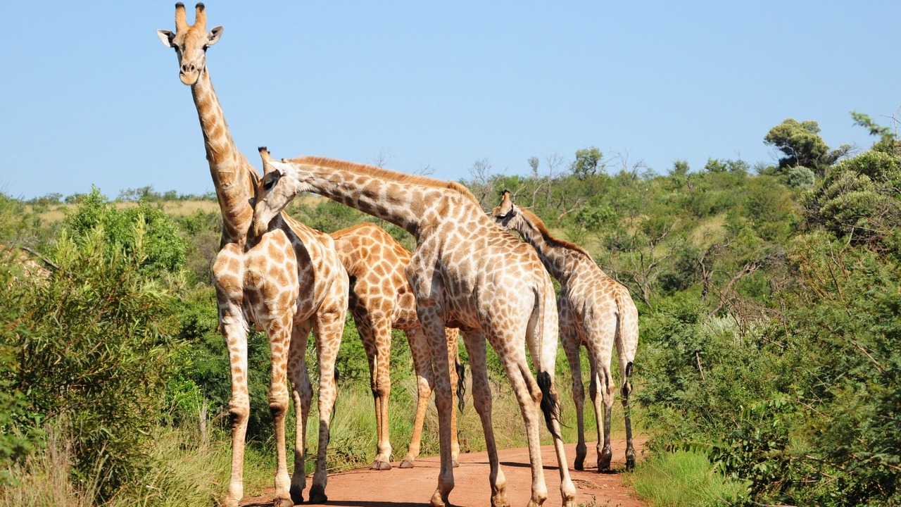 Photo of Others in Pilanesberg National Park
