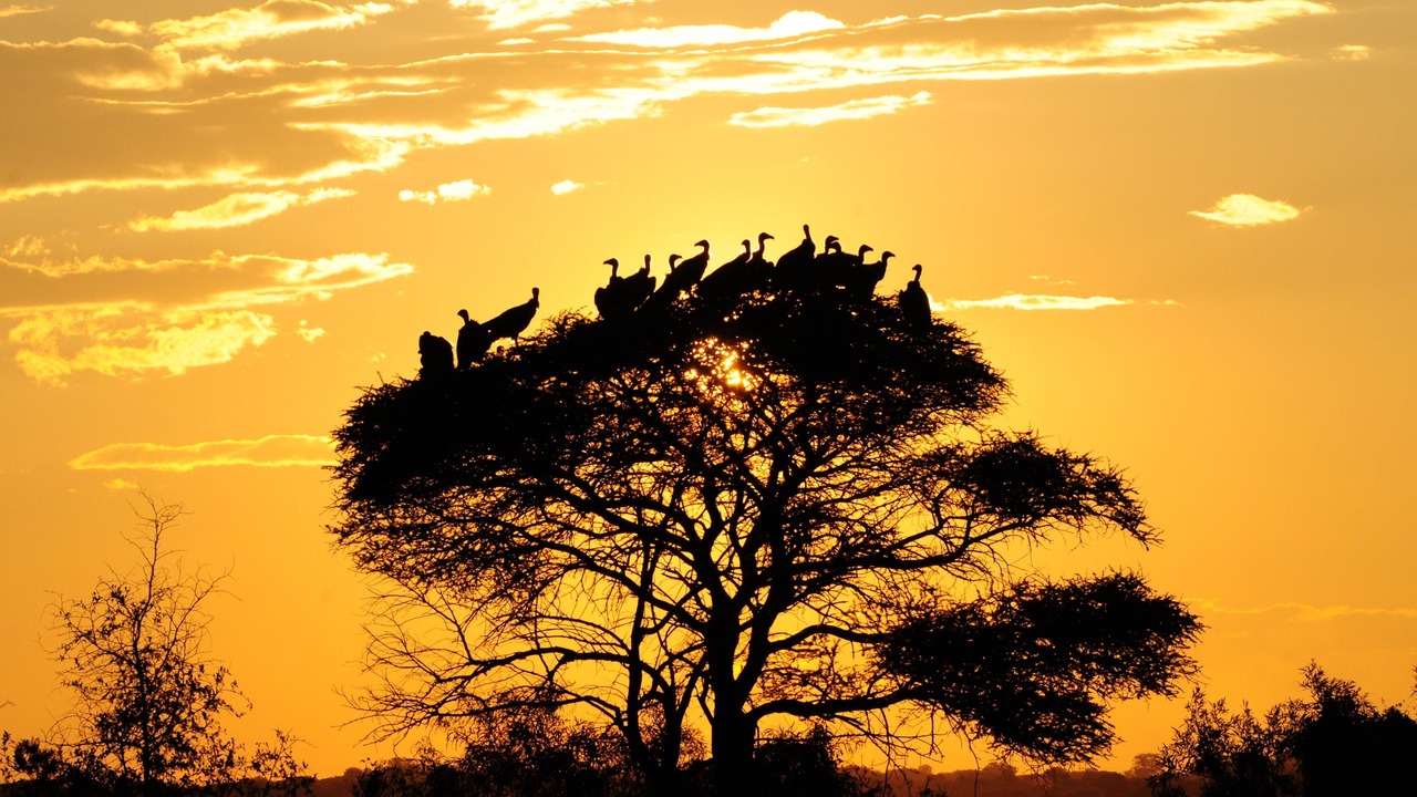 Photo of Others in Pilanesberg National Park