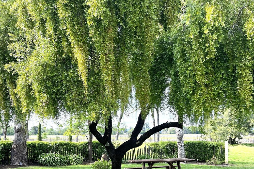 Photo of Outdoor in Santa Rosa