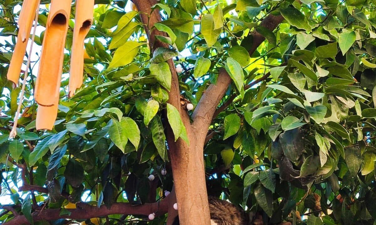 Photo of Outdoor in Eyyubiye