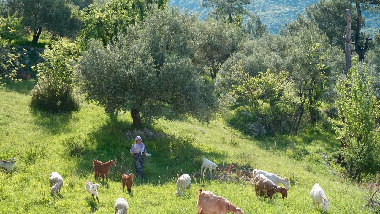 Photo of Outdoor in Uzumlu