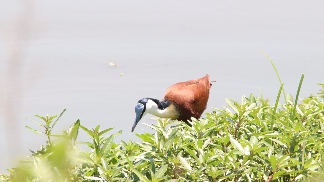 Photo of Others in Thorny Bush Game Reserve