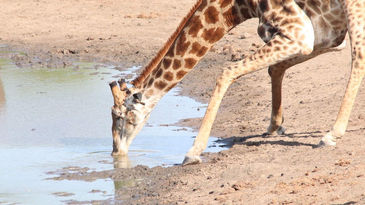 Photo of Others in Thorny Bush Game Reserve