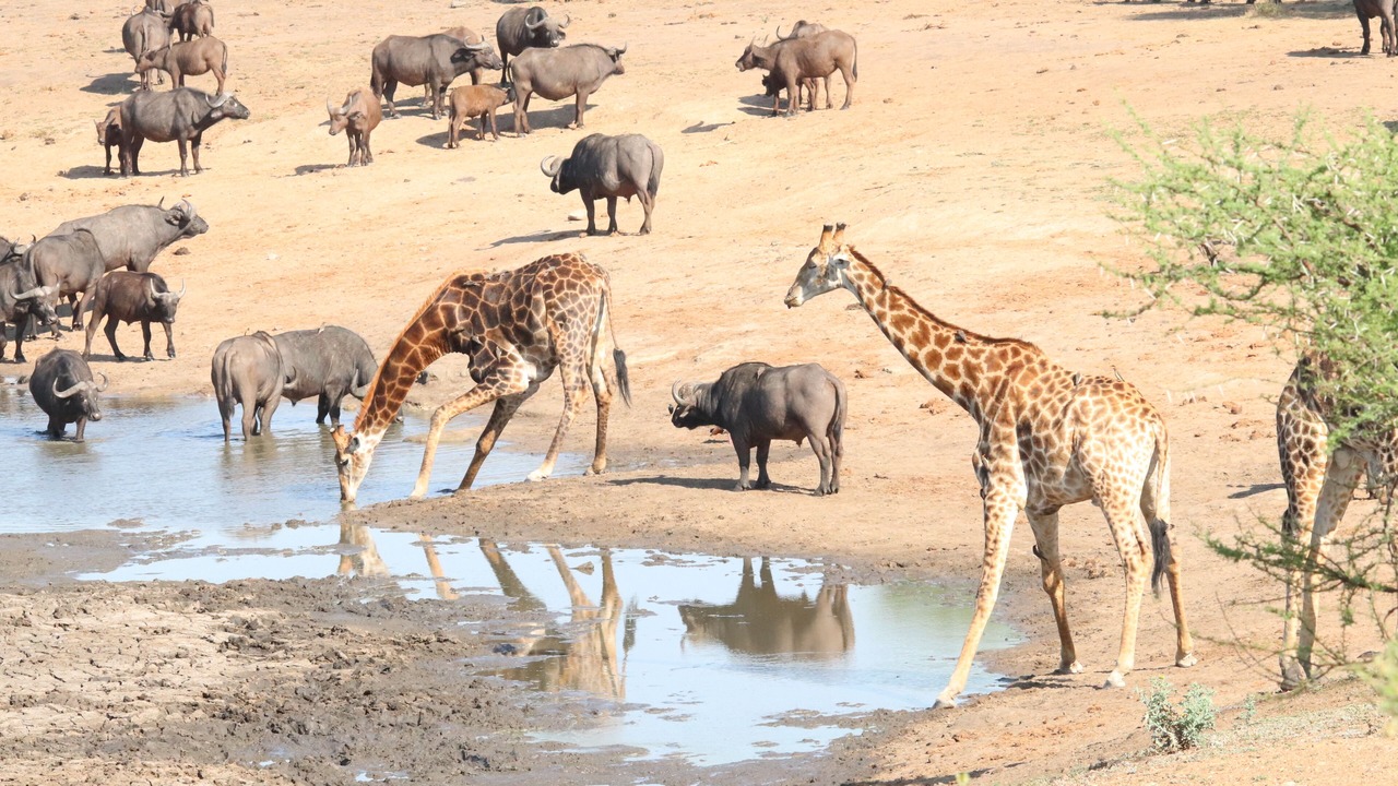 Photo of Others in Thorny Bush Game Reserve