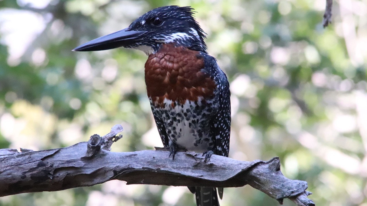 Photo of Others in Thorny Bush Game Reserve