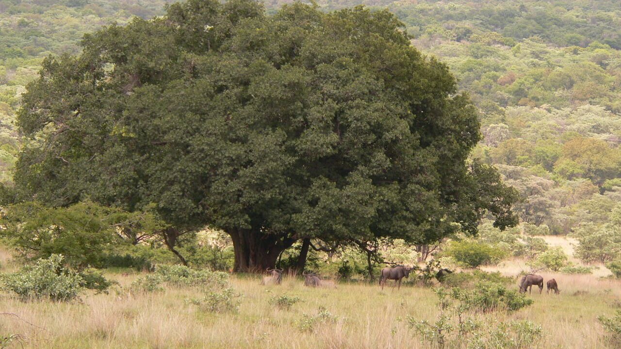 Photo of Others in Waterberg