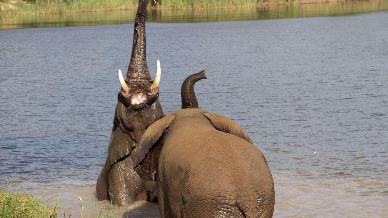 Photo of Others in Hoedspruit