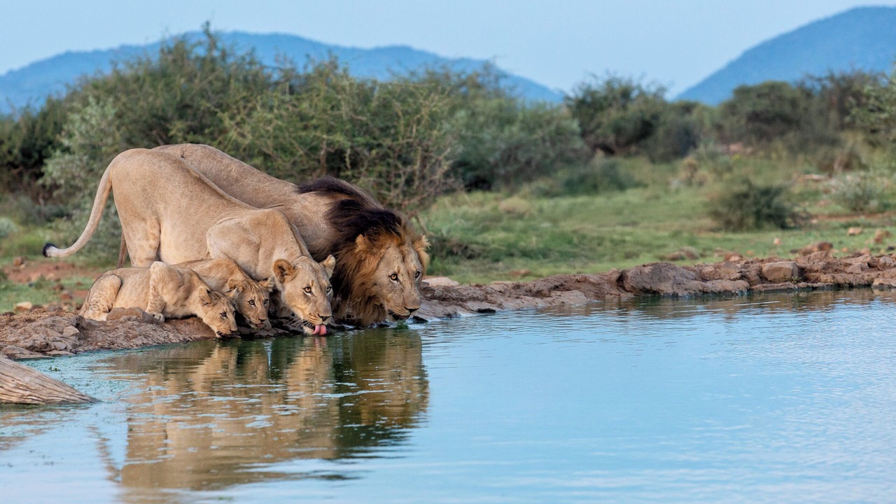 Photo of Others in Madikwe Game Reserve