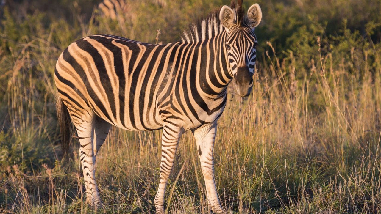 Photo of Others in Madikwe Game Reserve