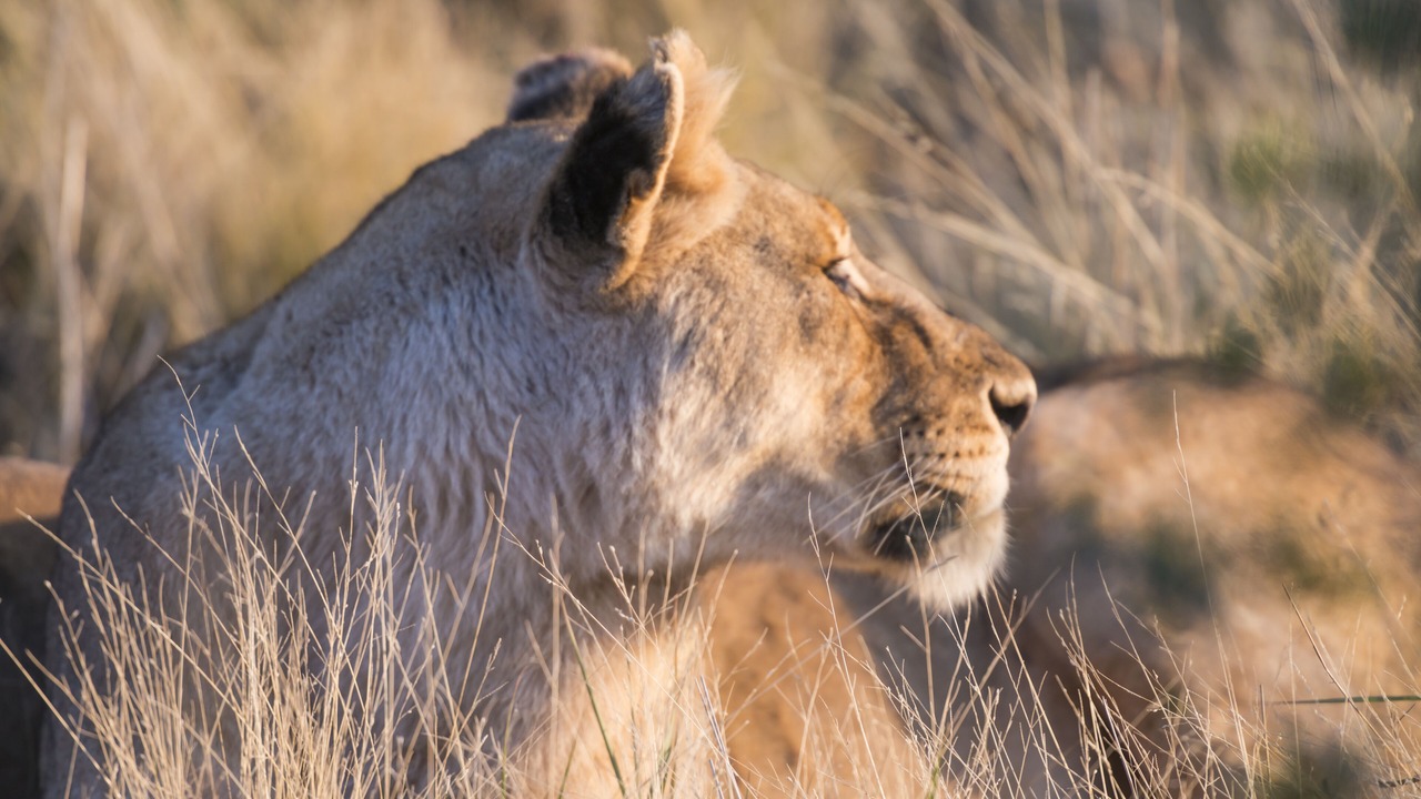 Photo of Others in Madikwe Game Reserve