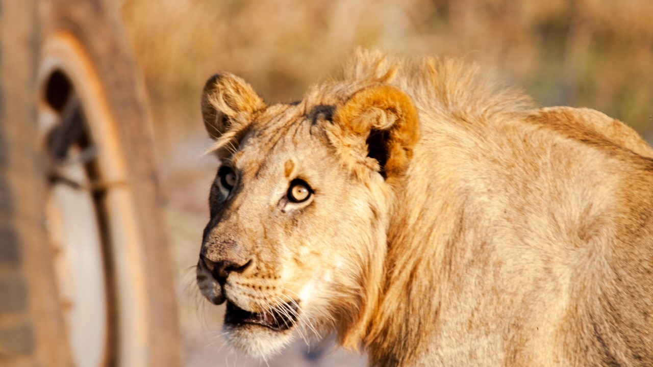 Photo of Others in Vaalwater
