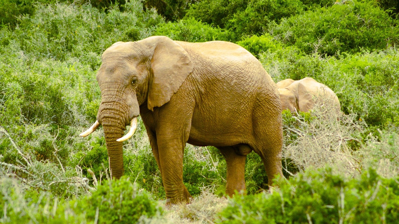 Photo of Others in Addo