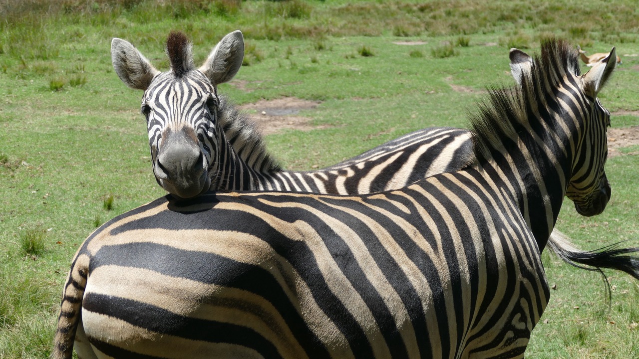 Photo of Others in Swellendam