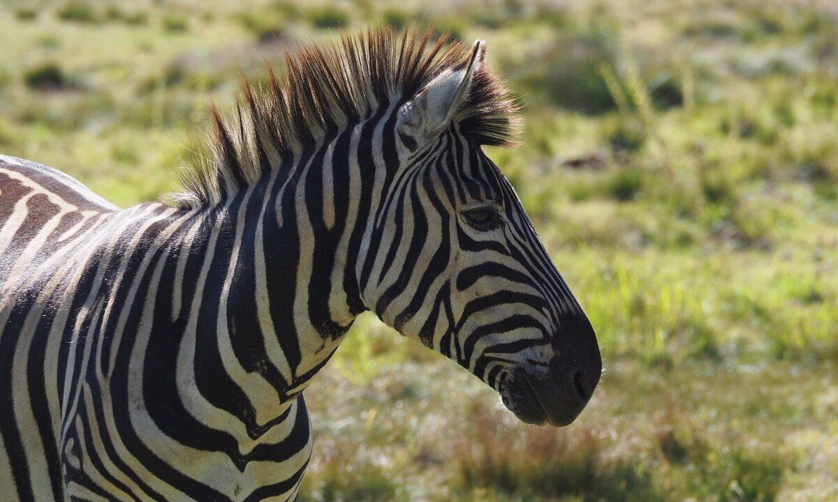 Photo of Others in Swellendam