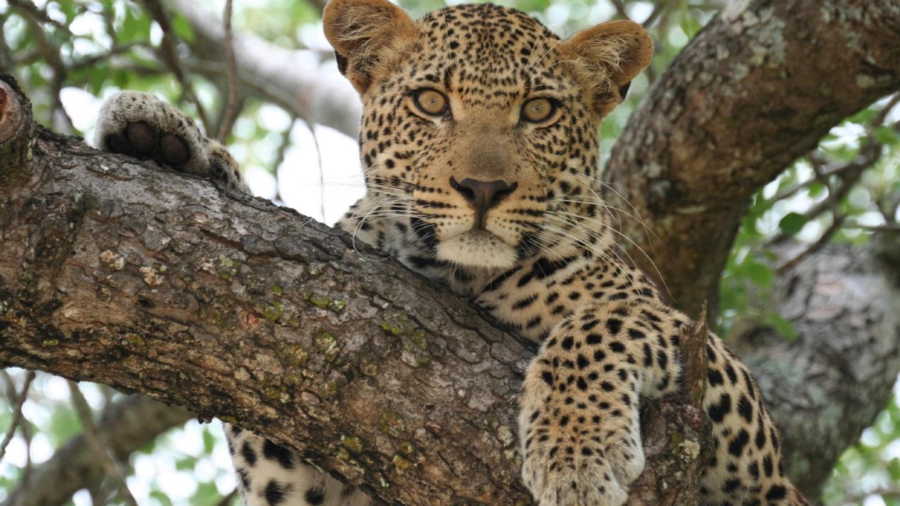 Photo of Others in Hoedspruit