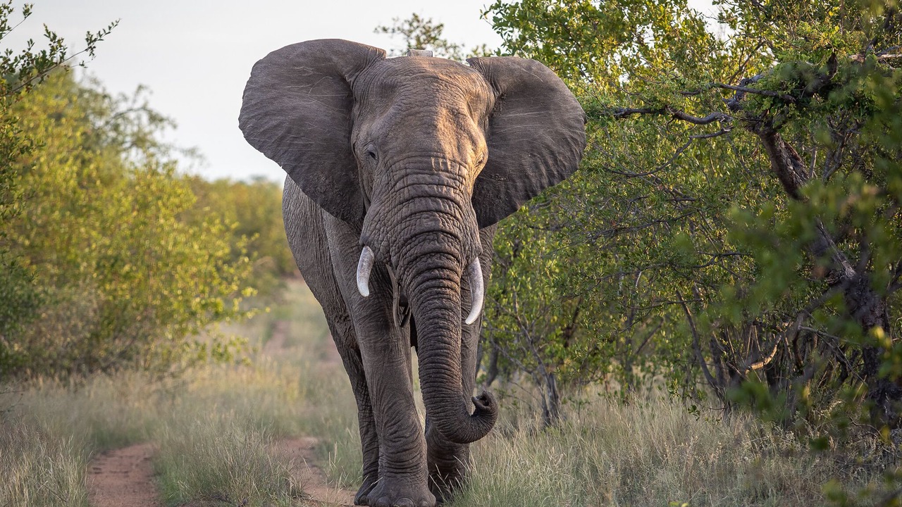 Photo of Others in Hoedspruit
