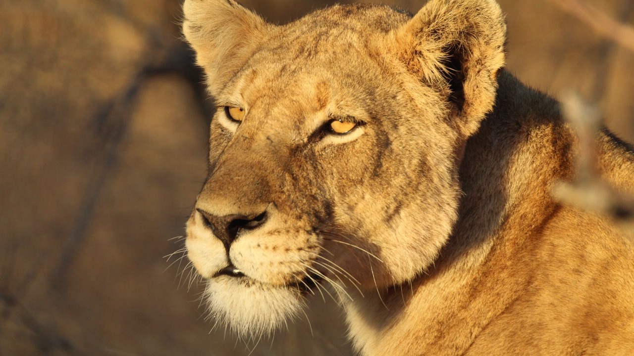 Photo of Others in Hoedspruit